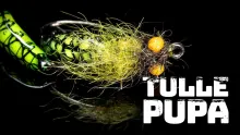 Video thumb for Tulle Pupa